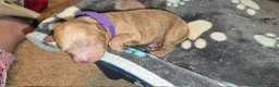 Mini Goldendoodle dogs for sale: luna - Ad 11