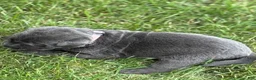 Labrador Retriever dogs for sale: Labrador Retriever 1 - Ad 5