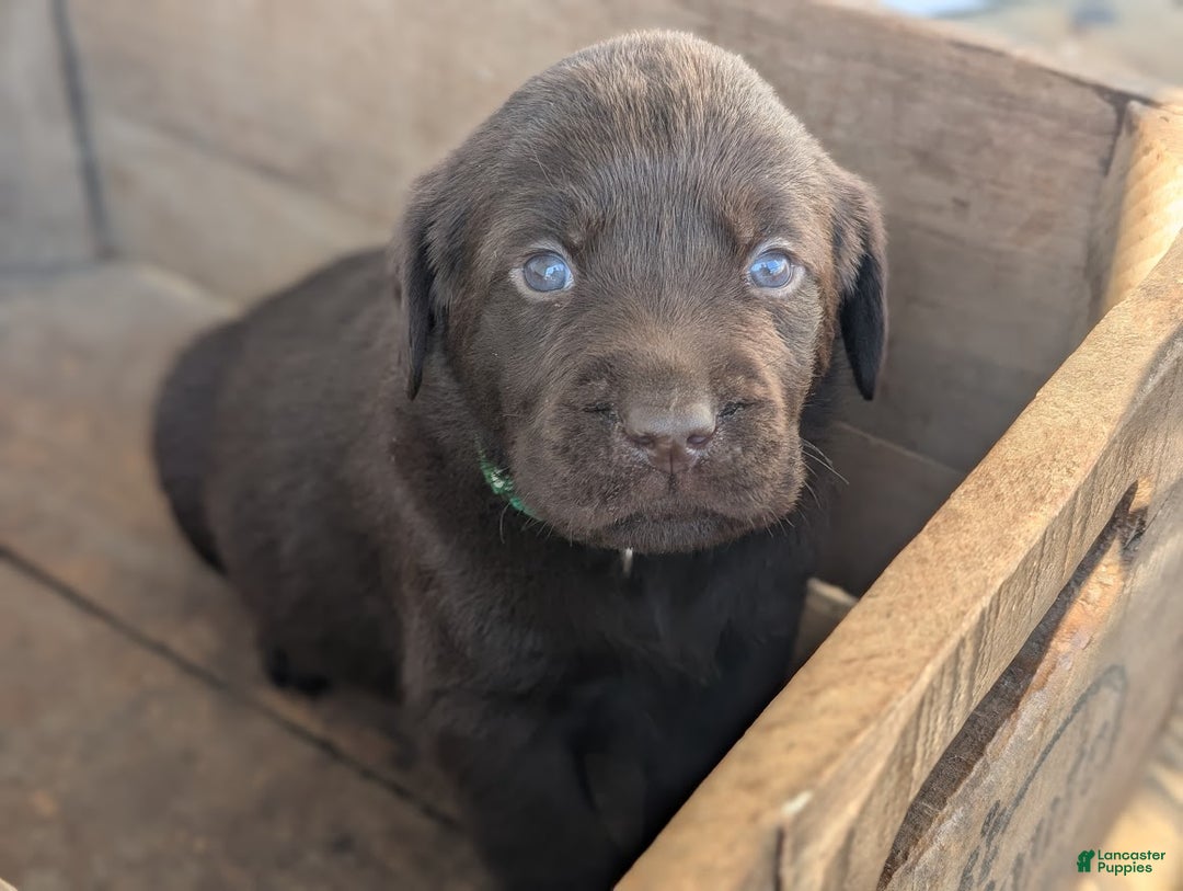 Labrador Retriever dogs for sale: Remington - Ad 5