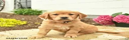 Golden Retriever dogs for sale: Cece  - Ad 3