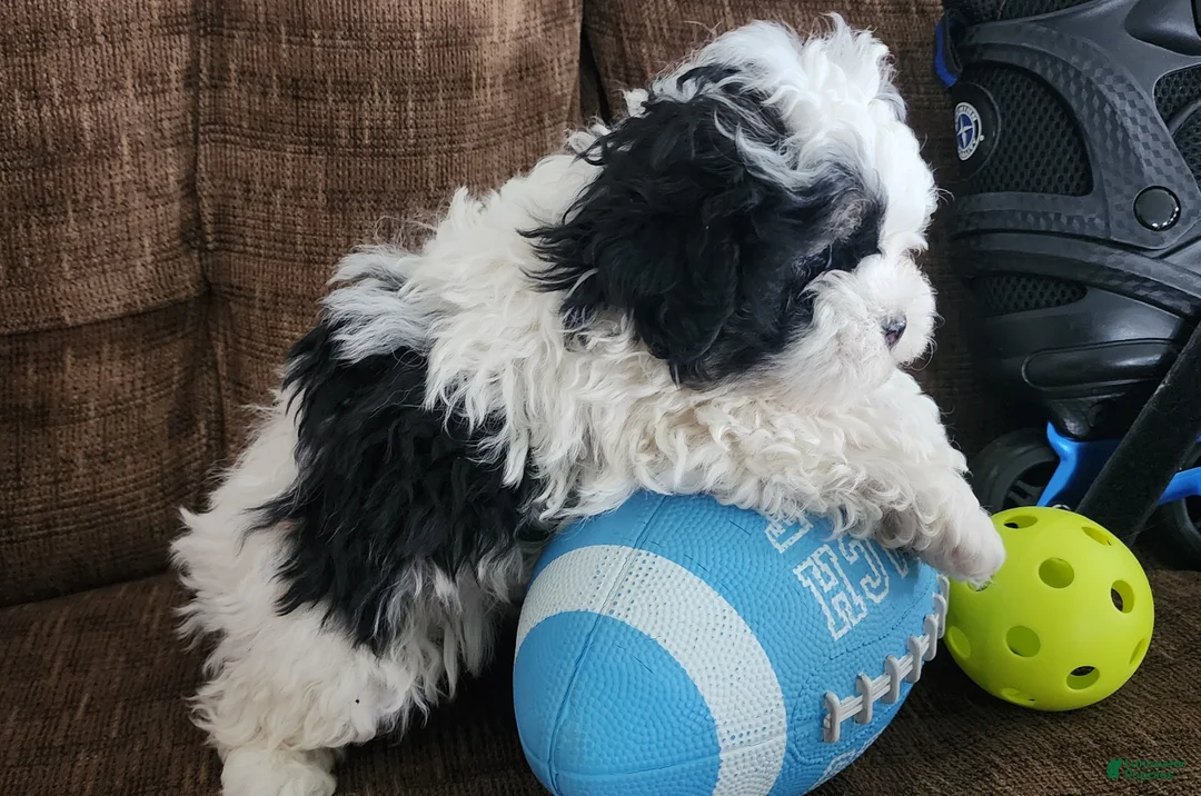 Shihpoo dogs for sale: IAN - Ad 6