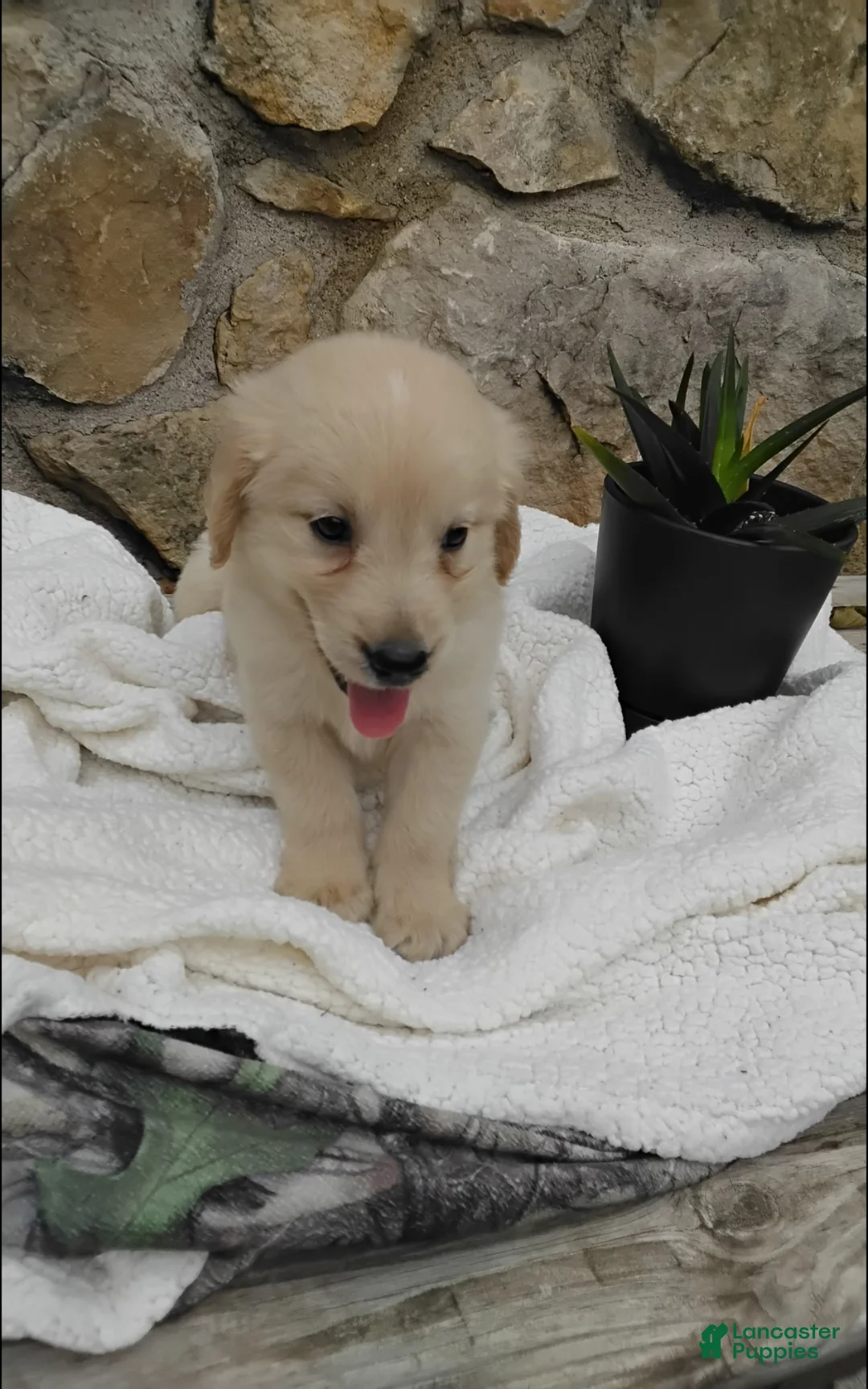 Golden Retriever dogs for sale: Rubble - Ad 2