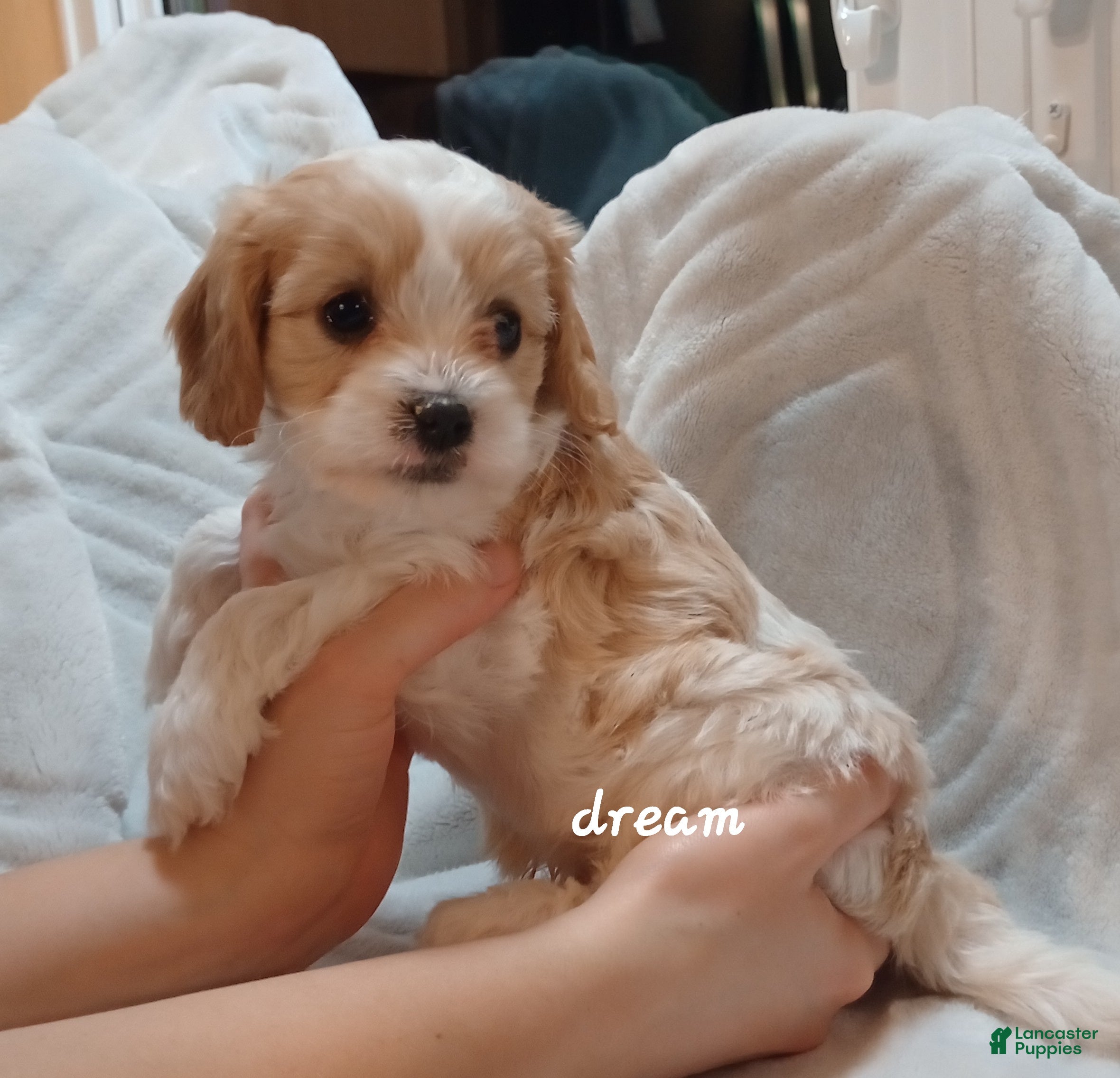 Cavapoo dogs Laramie - Ad 1