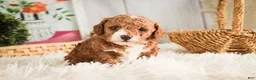 Miniature Poodle dogs for sale: Ellie - Ad 5