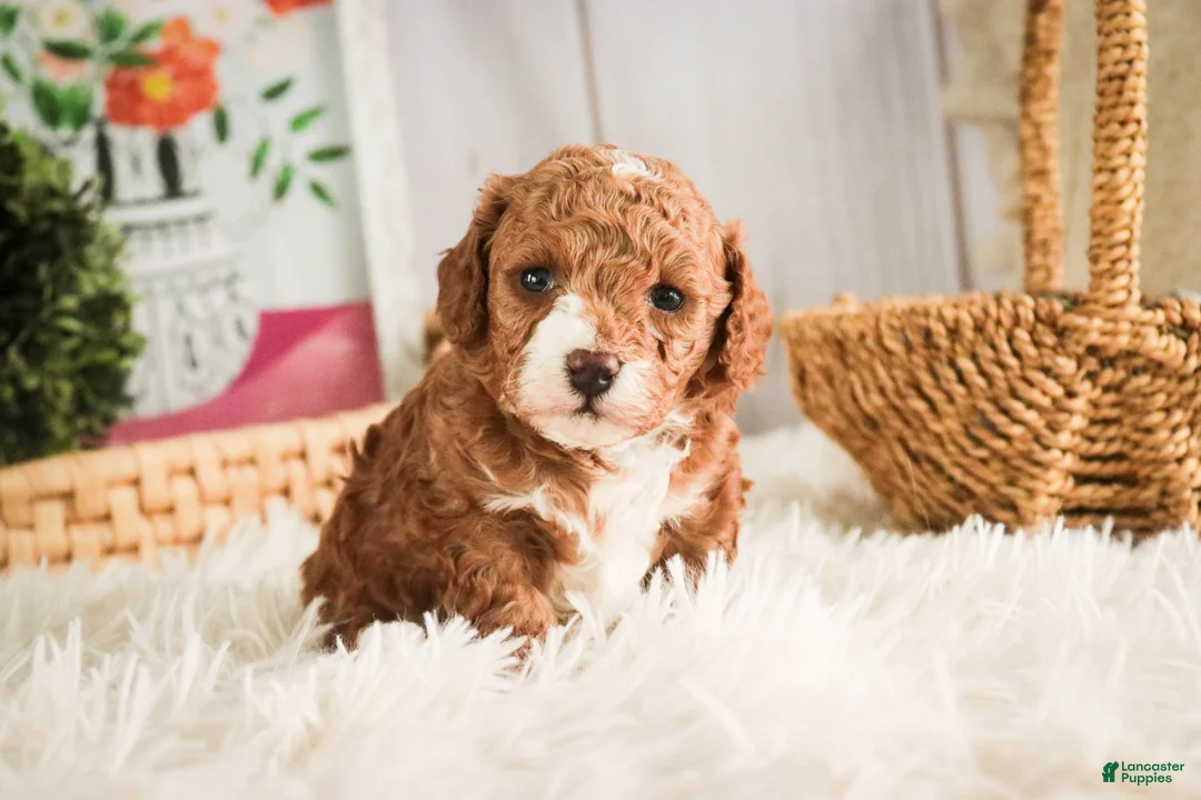 Miniature Poodle dogs for sale: Ellie - Ad 5