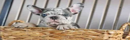 French Bulldog dogs for sale: 🐾 Magnes - Ad 6