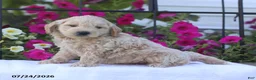 Mini Goldendoodle dogs for sale: Jaren - Ad 4