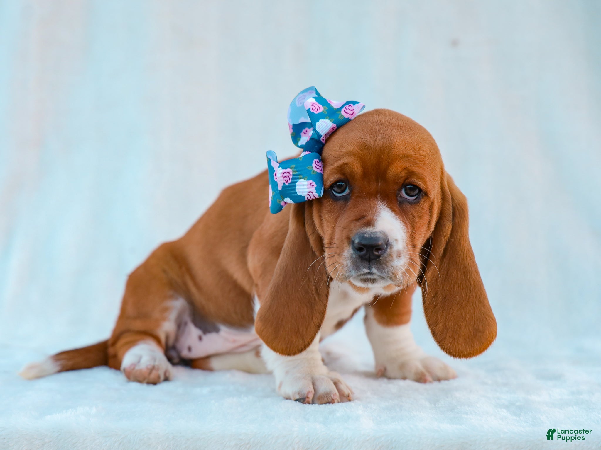 Basset Hound dogs Jana Basset Hound Pup - Ad 6