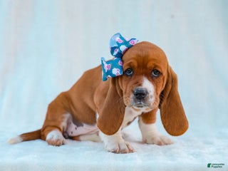 Basset Hound dogs Jana Basset Hound Pup - Ad 41