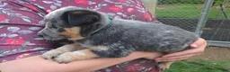 Australian Cattle Dog dogs for sale: Jasper - Ad 3