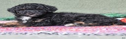 Miniature Poodle dogs for sale: Stella - Ad 5