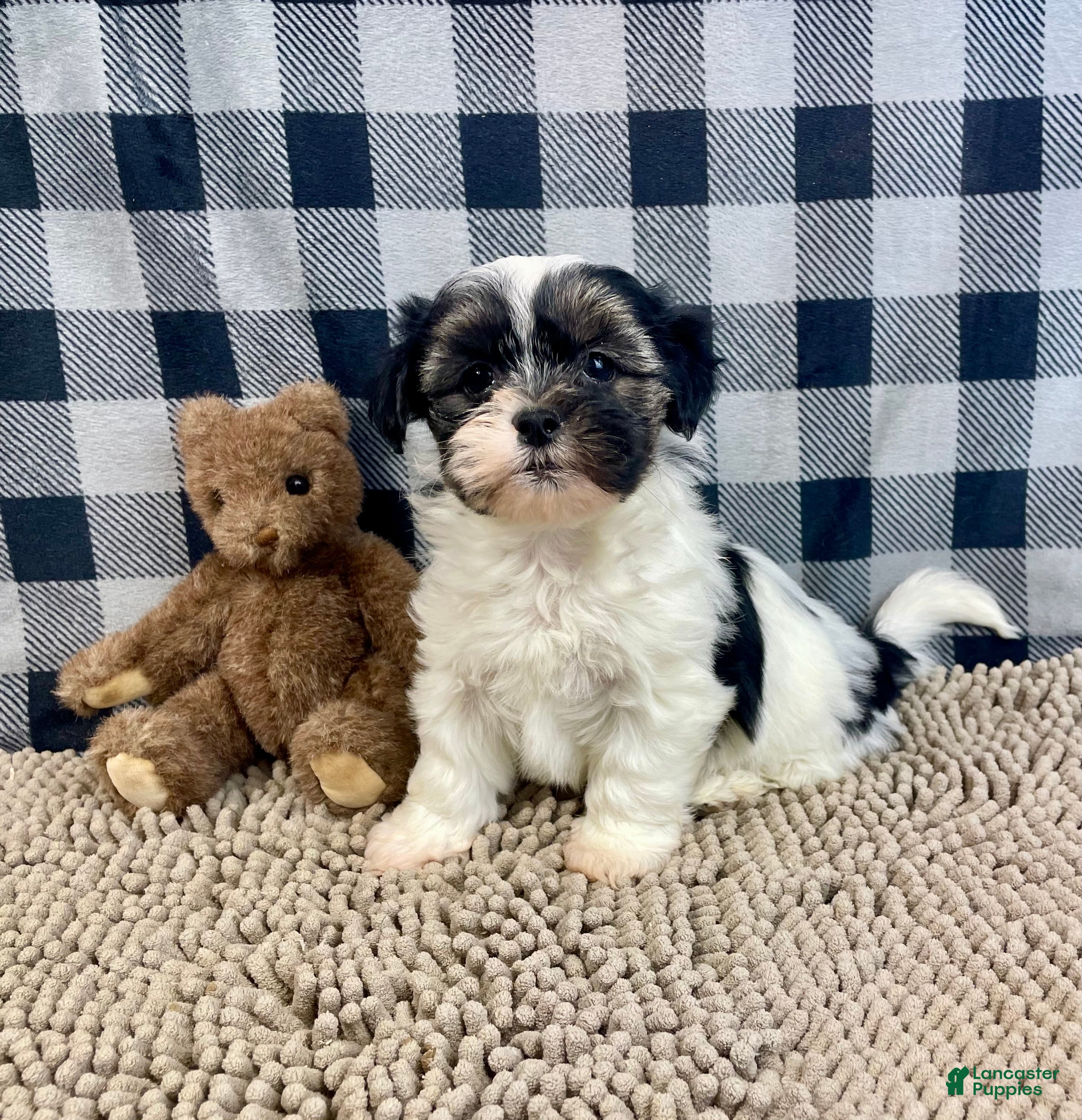 Teddy Bear dogs Jasmine - Ad 26