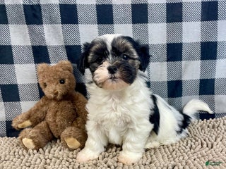 Teddy Bear dogs Jasmine - Ad 35