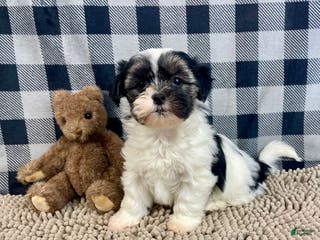 Teddy Bear dogs Jasmine - Ad 35