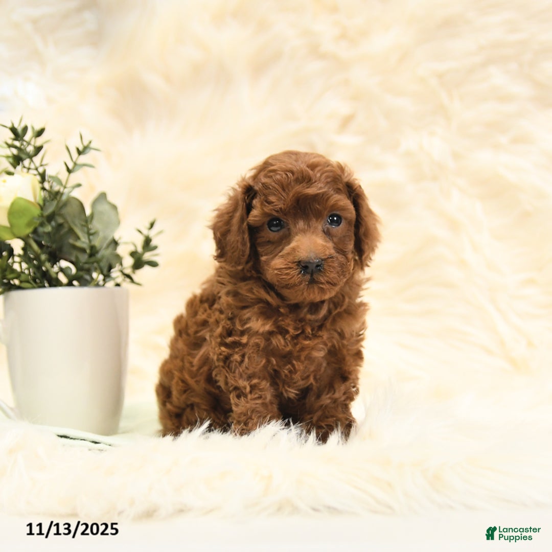 Toy Poodle dogs for sale: Lucky - Ad 9