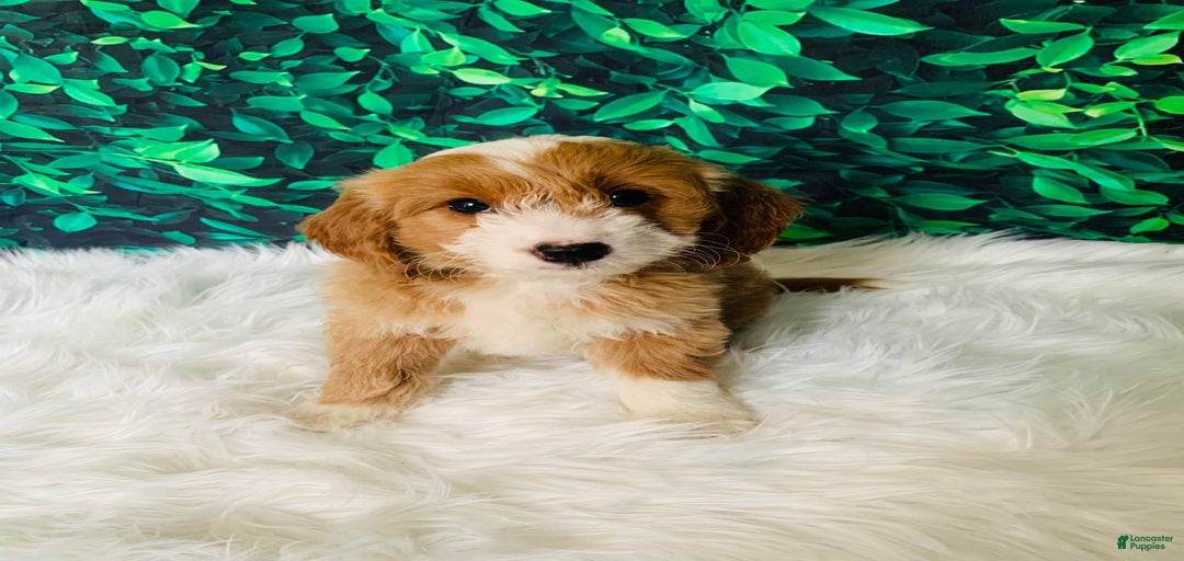 Gallery Image {{count}}