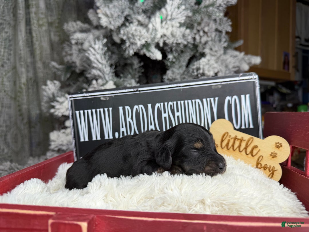 Miniature Dachshund dogs for sale: Black and tan/cr - Ad 3