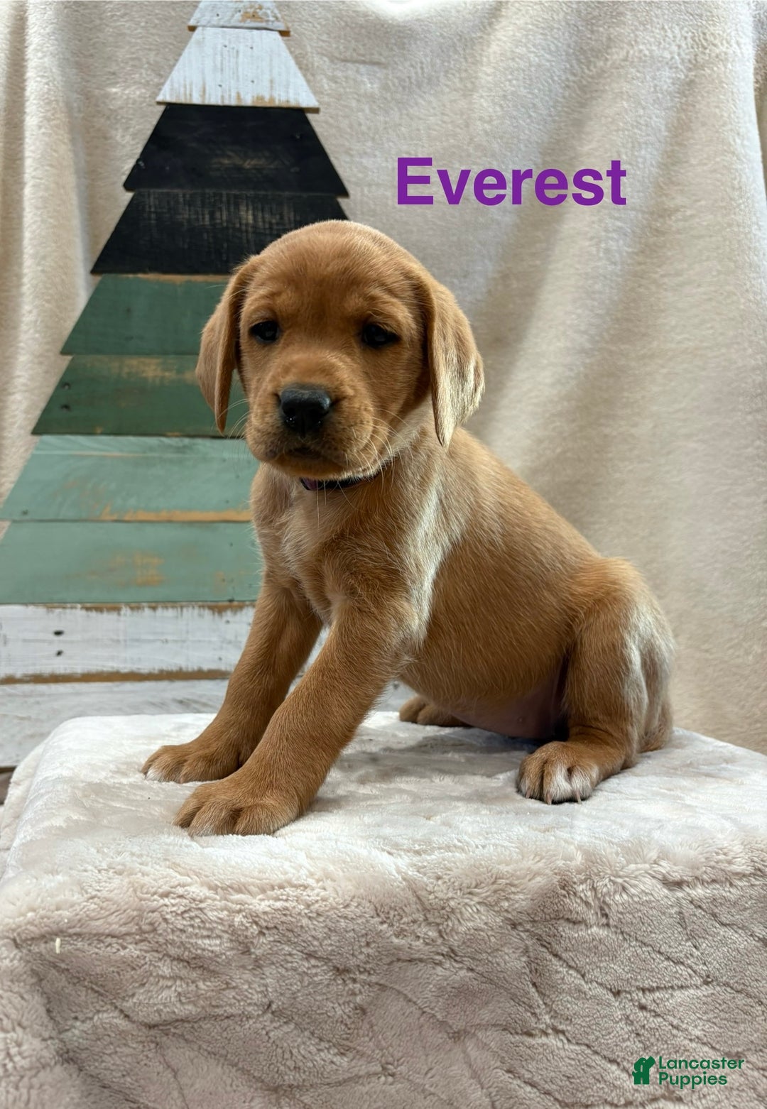 Labrador Retriever dogs for sale: Everest - Ad 2