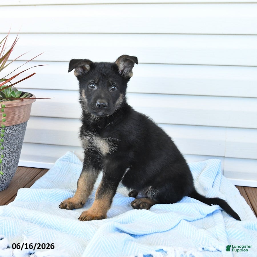 German Shepherd dogs Cowboy - Ad 1