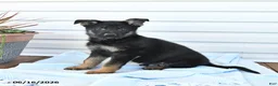 German Shepherd dogs for sale: Cowboy - Ad 1