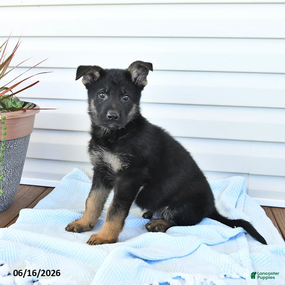 German Shepherd dogs for sale: Cowboy - Ad 1
