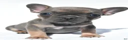 French Bulldog dogs for sale: Callie - Ad 3