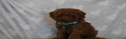 Miniature Poodle dogs for sale: Fiana - Ad 8