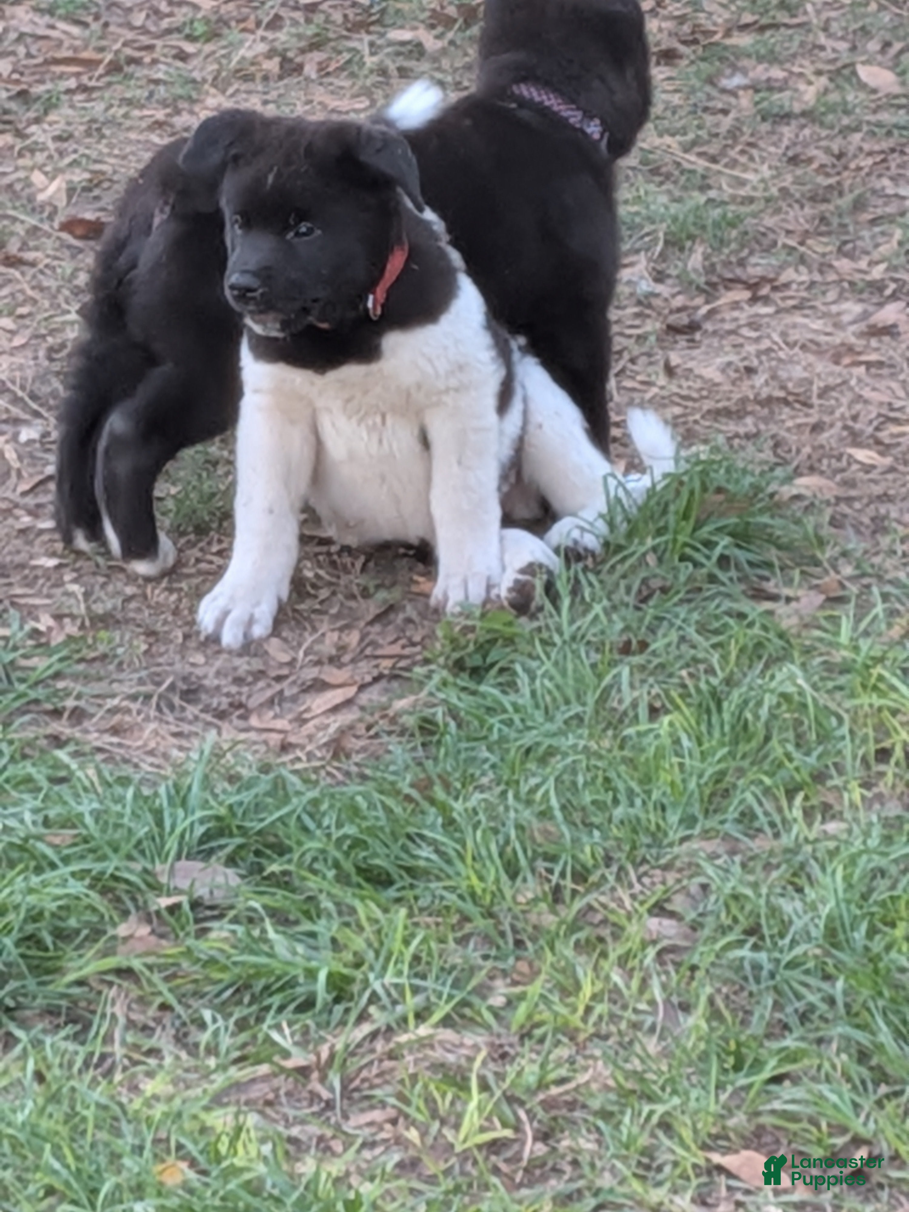 Akita dogs Akita Puppy 4 - Ad 2