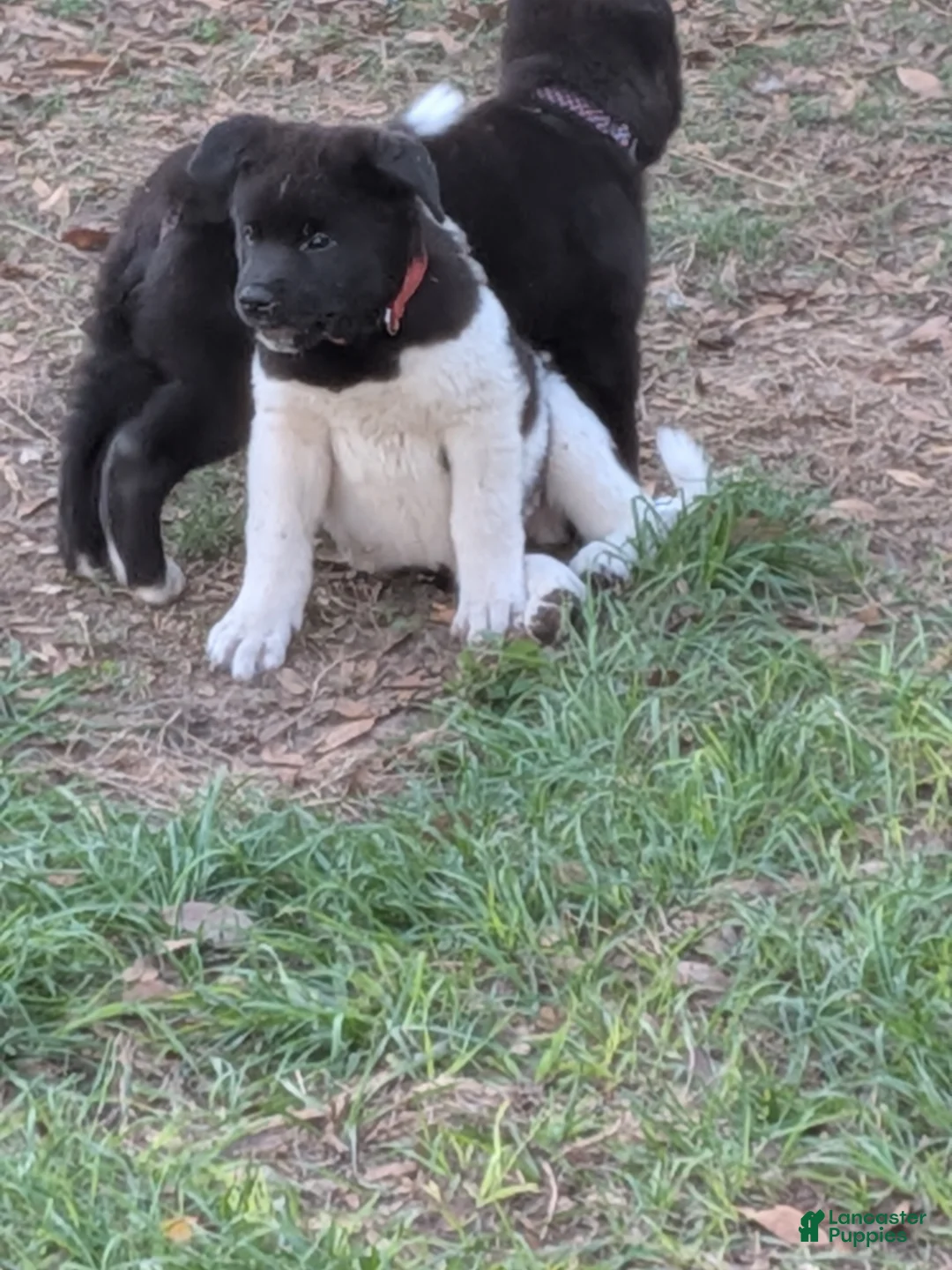 Akita dogs for sale: Akita Puppy 4 - Ad 2