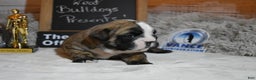 English Bulldog dogs for sale: Phyllis - Ad 7
