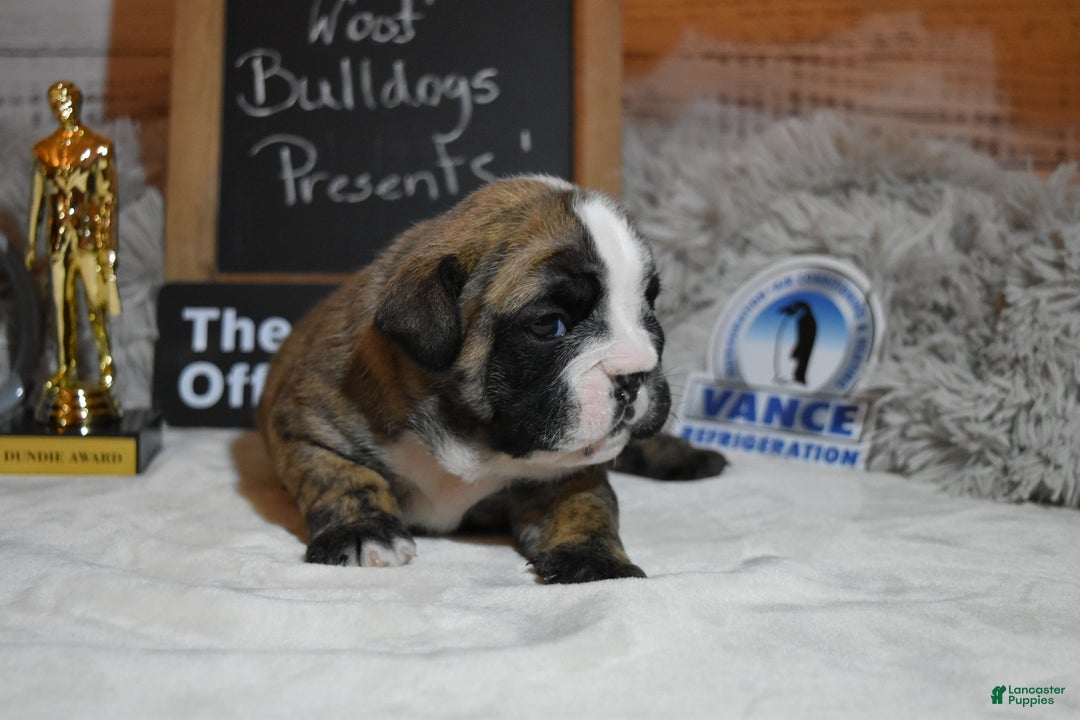 English Bulldog dogs for sale: Phyllis - Ad 7