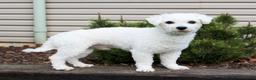 Bichon Frise dogs for sale: Dunkin - Ad 6