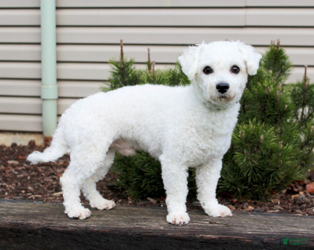 Bichon Frise dogs for sale: Dunkin - Ad 6