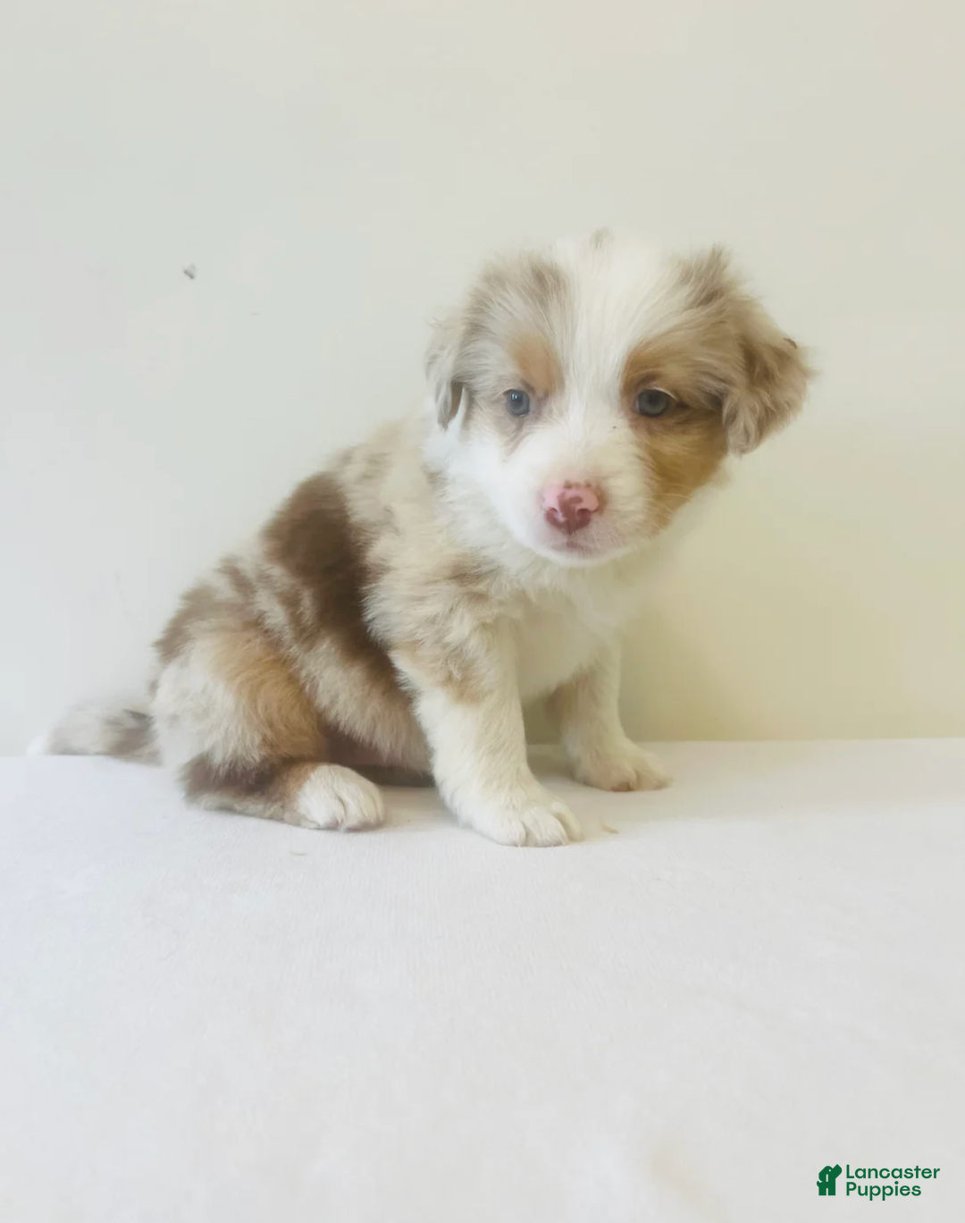 Australian Shepherd Goberian Breeders Near Me Goberian Dog A