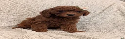 Miniature Poodle dogs for sale: Queenie  - Ad 15