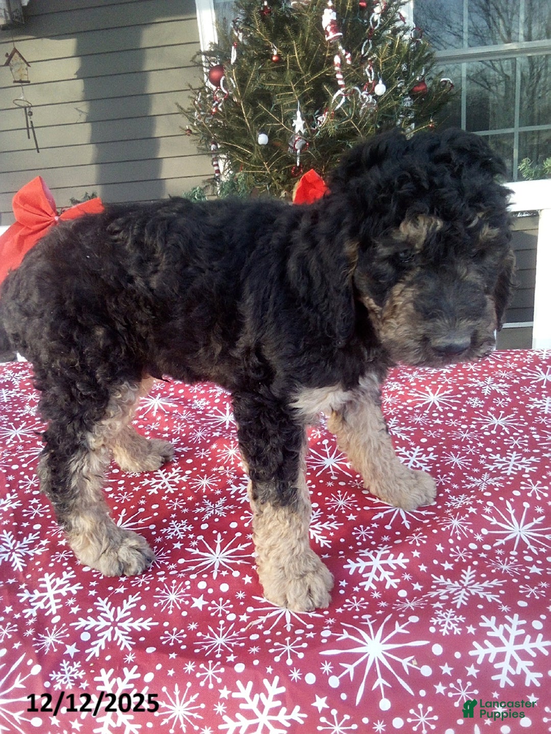 Goldendoodle dogs for sale: Bear - Ad 2