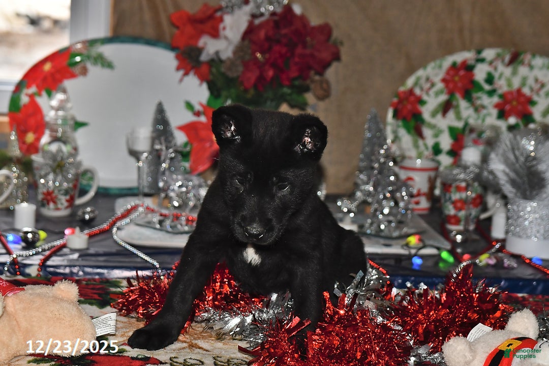 Belgian Malinois dogs for sale: Sarge - Ad 10