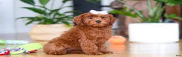 Mini Goldendoodle dogs for sale: Chloe - Ad 3