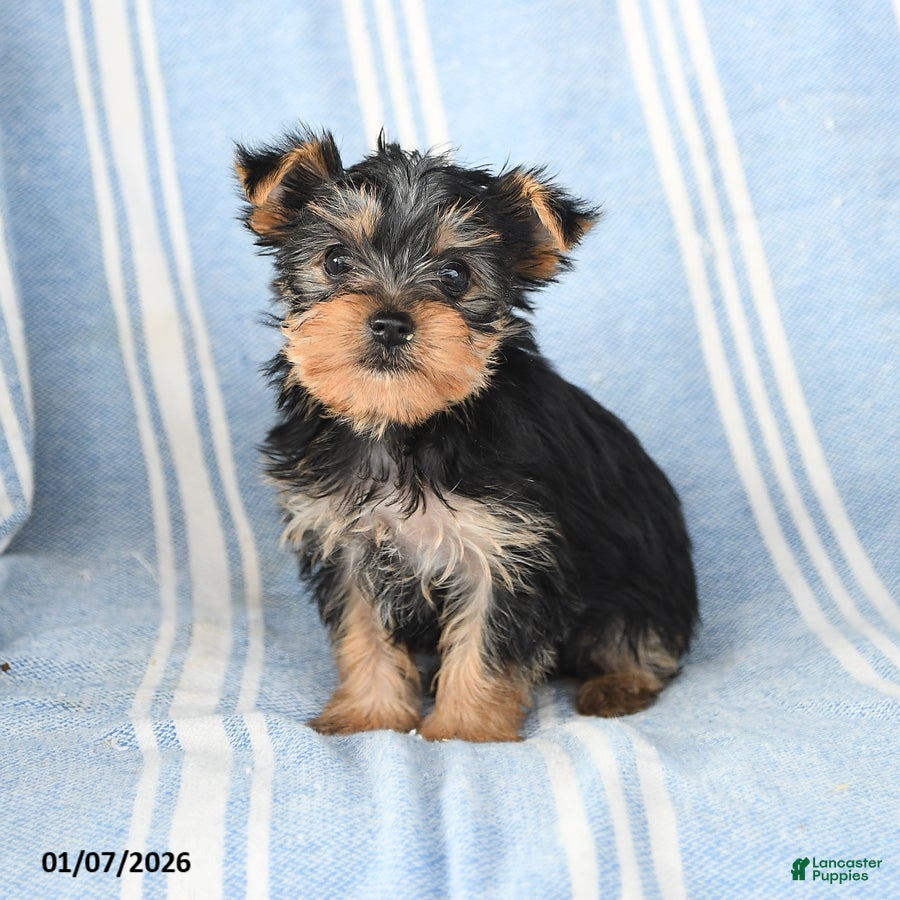 Yorkshire Terrier dogs Tammy - Ad 23