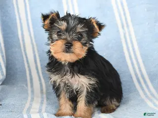 Yorkshire Terrier dogs Tammy - Ad 40