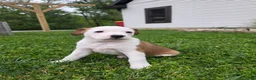 Mixed Breed dogs for sale: Layla - Ad 1