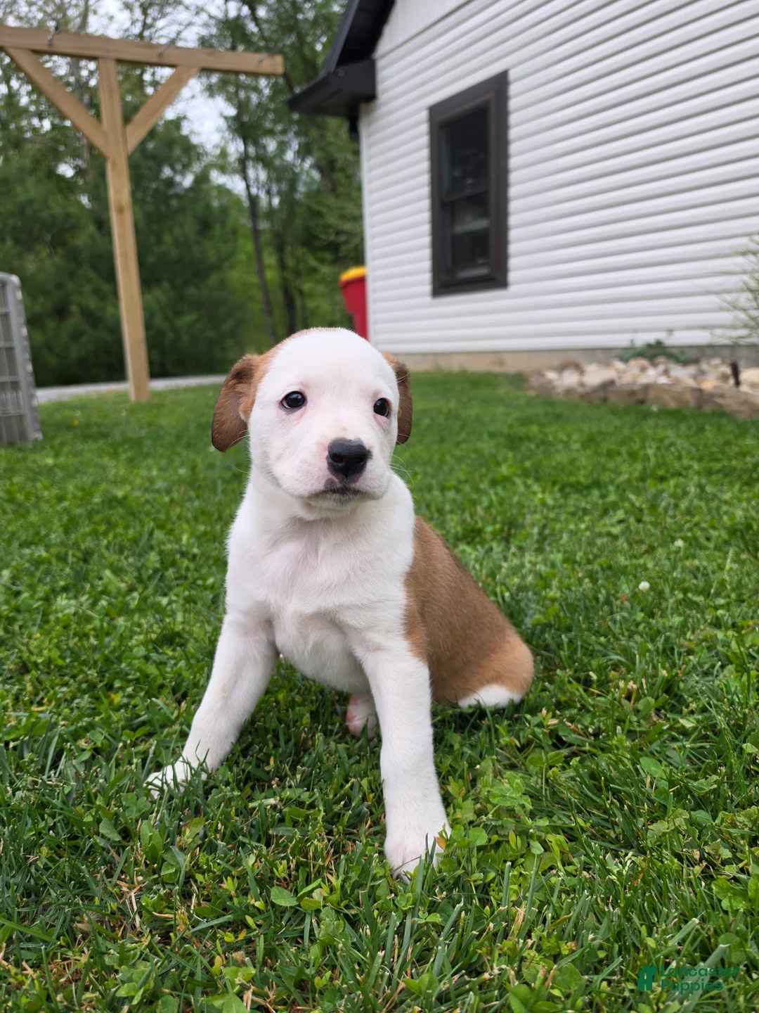 Mixed Breed dogs for sale: Layla - Ad 1