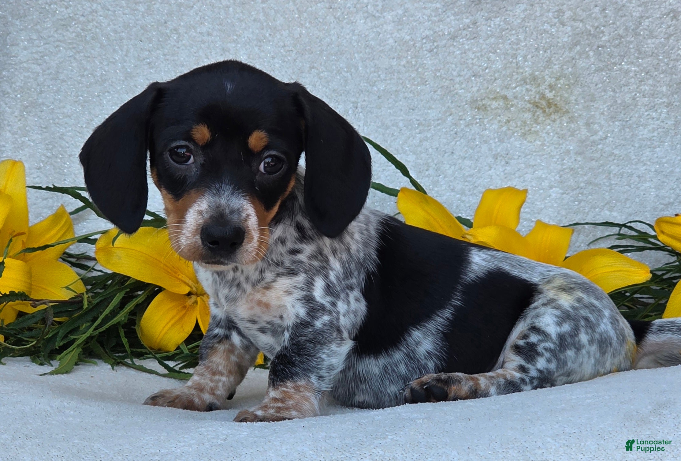 Miniature Dachshund dogs Mia - Ad 2