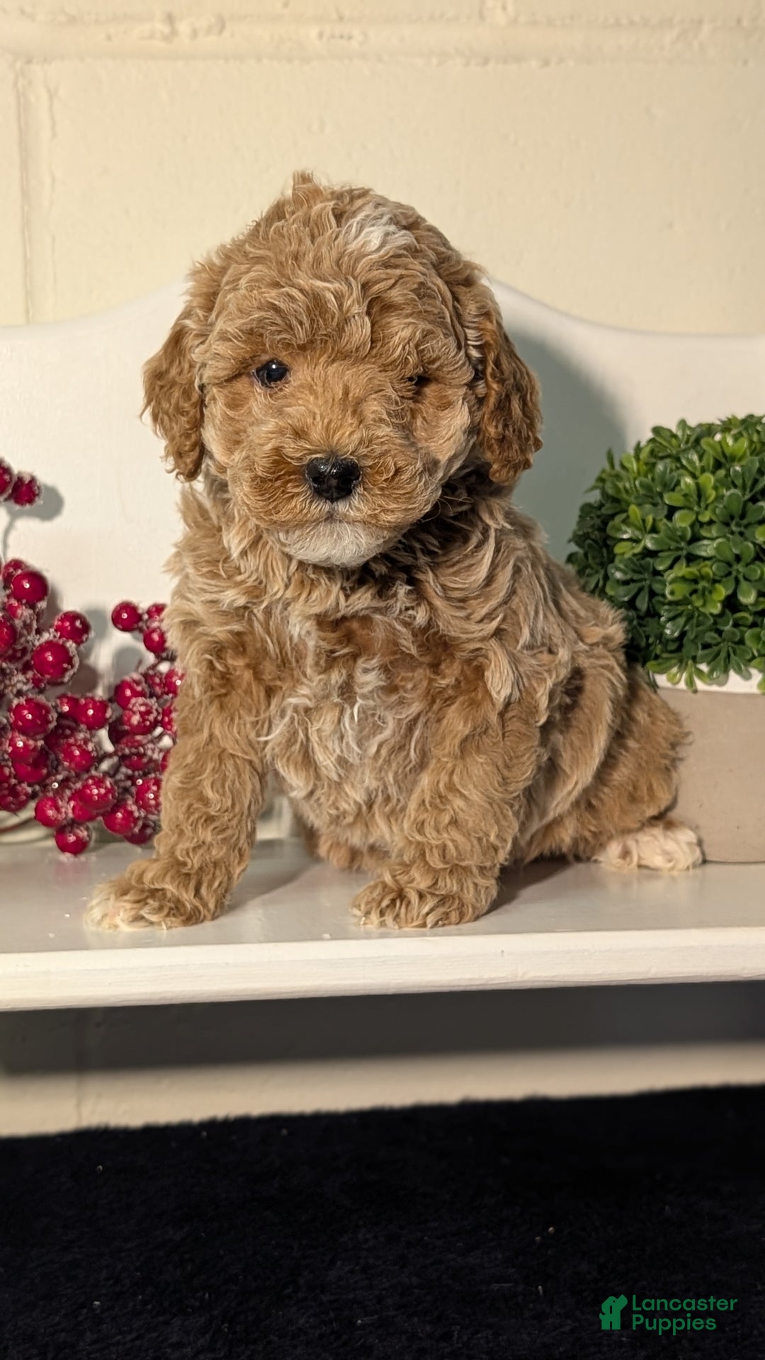 Miniature Poodle dogs for sale: Harmony  - Ad 4