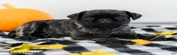Pug dogs for sale: Patrick - Ad 2