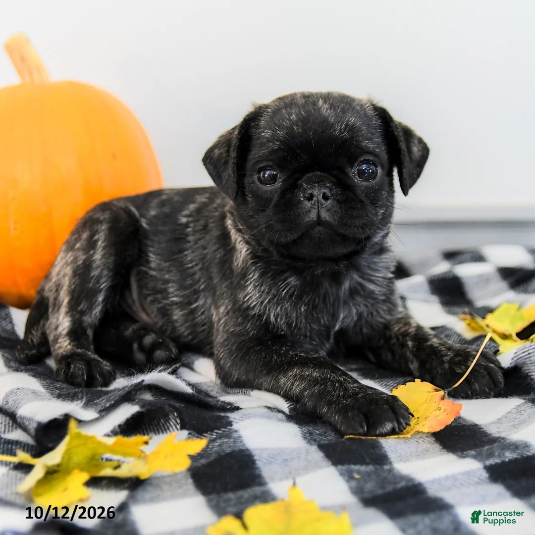 Pug dogs for sale: Patrick - Ad 2