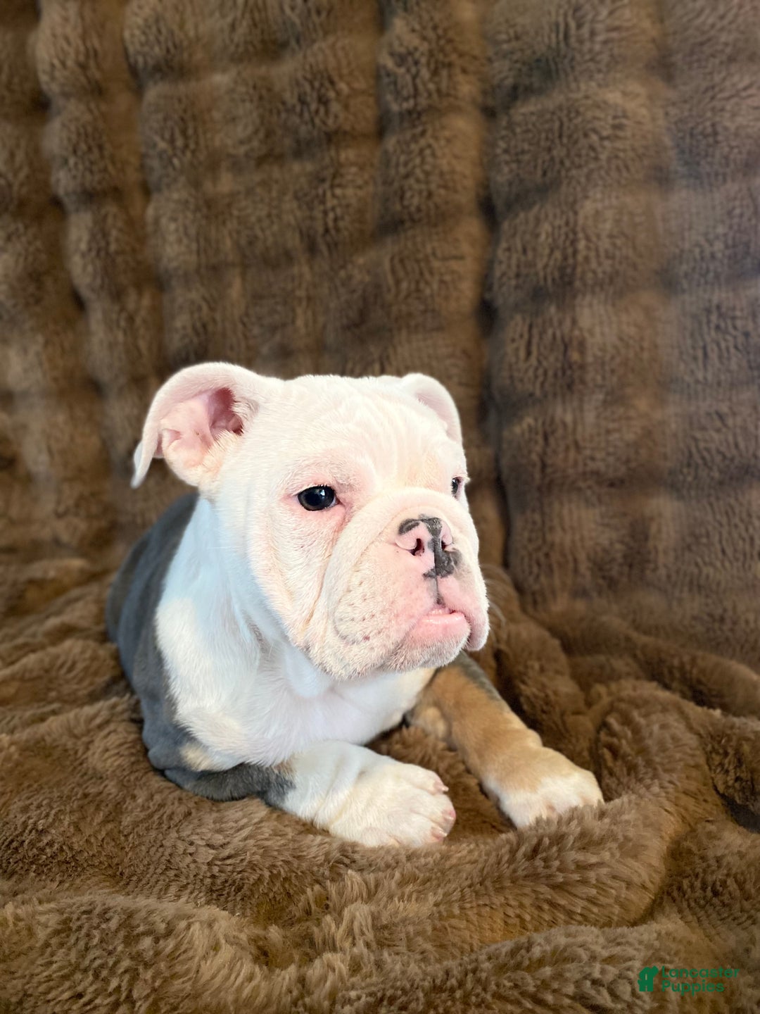 English Bulldog dogs for sale: Banksy - Ad 4