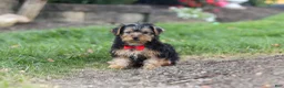 Yorkiepoo dogs for sale: Romeo - Ad 1