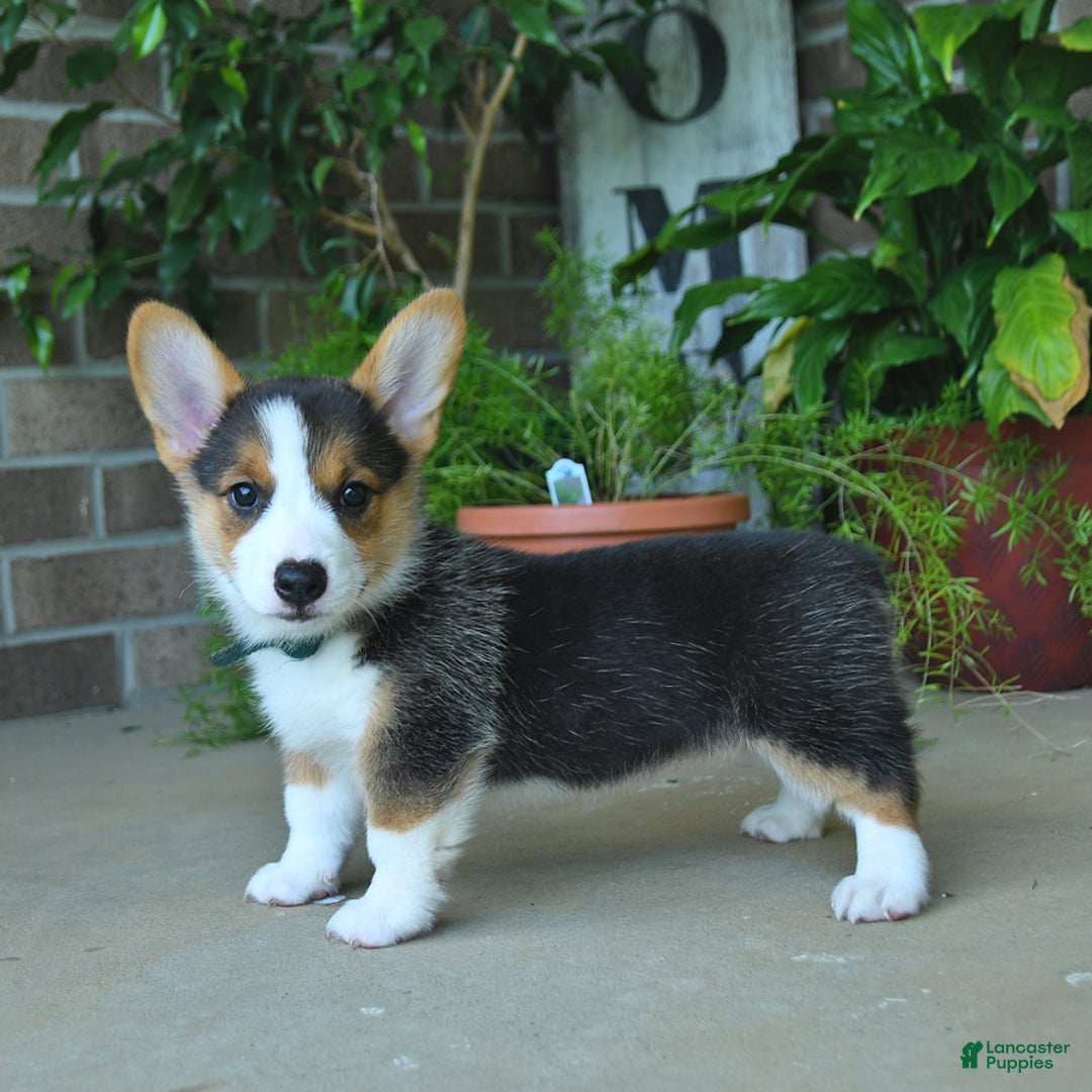 Welsh Corgi Pembroke dogs for sale: Kathy - Ad 6