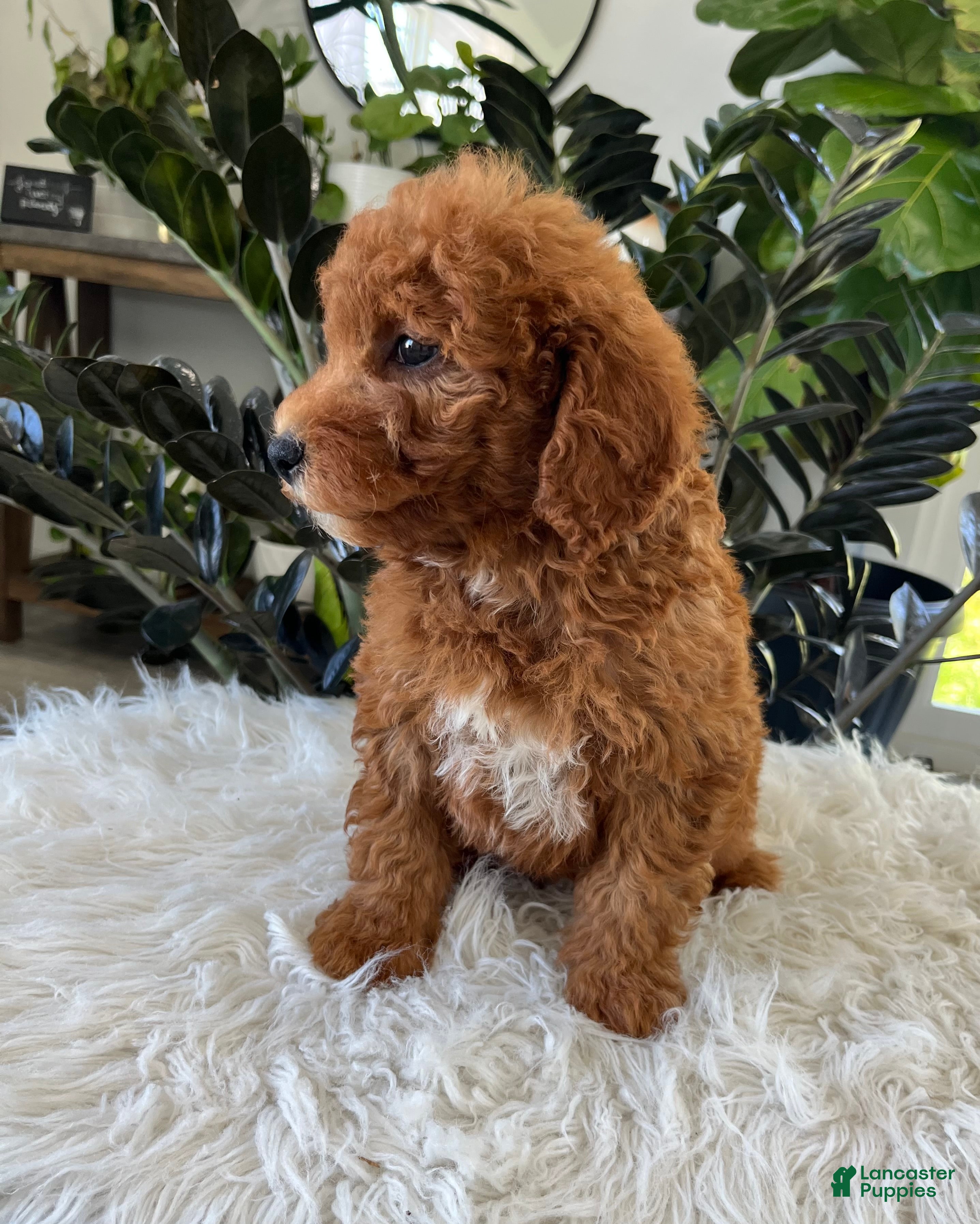 Mini Goldendoodle dogs Axel - Ad 2
